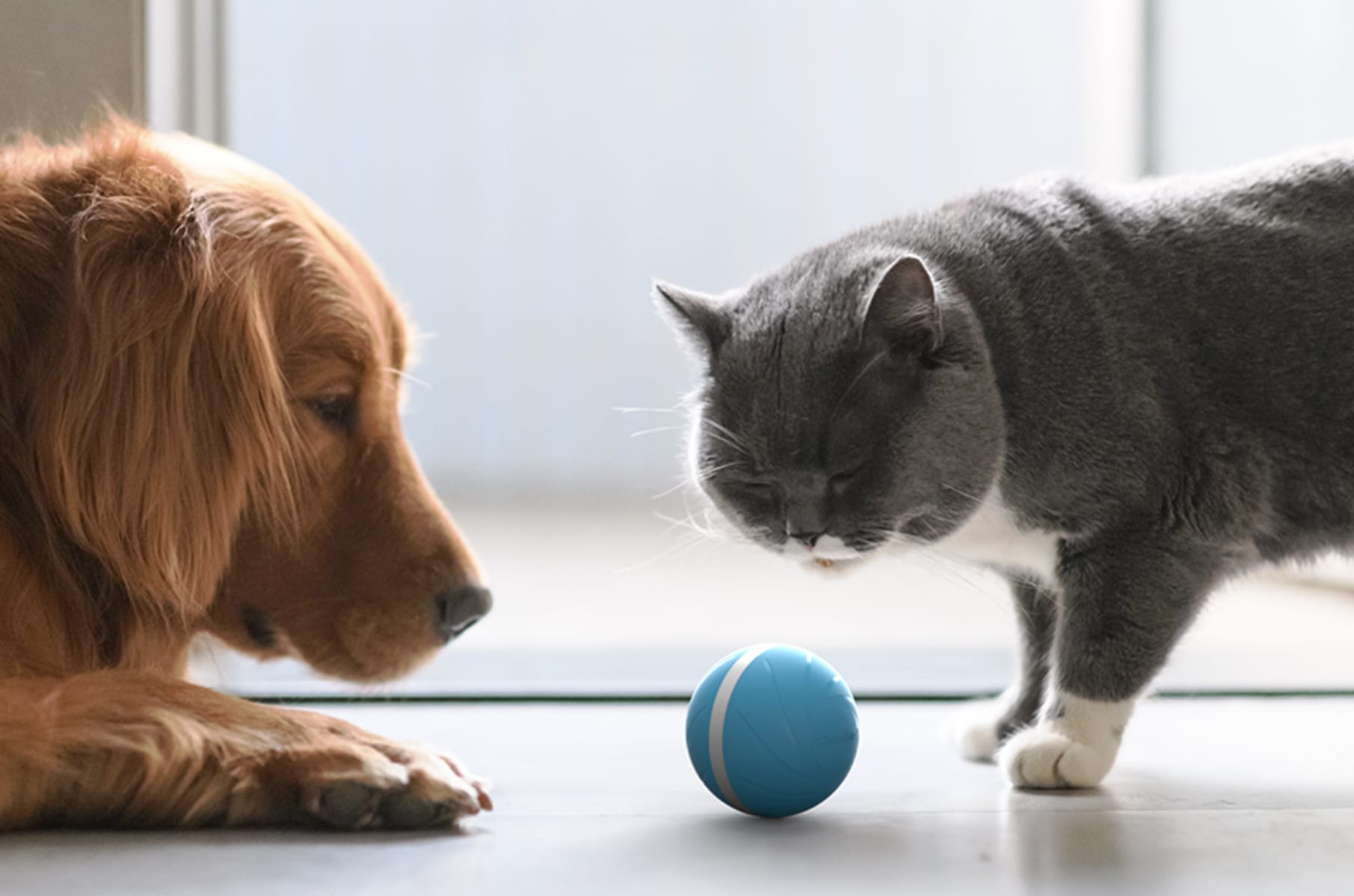 míč pro zvířata na hraní