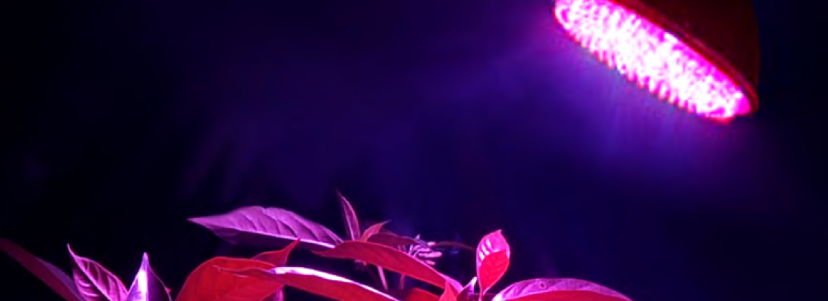 led lampa rostliny